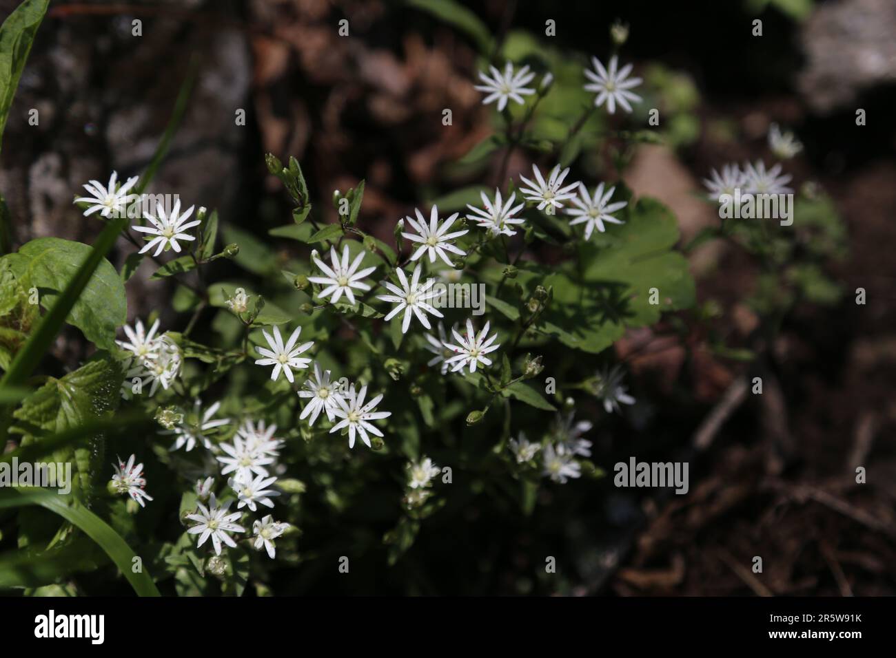 Backdrop of slender green stems hi-res stock photography and images - Alamy