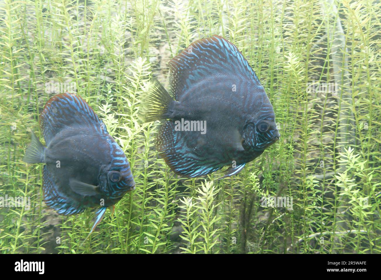 An aquascape featuring two vibrant blue fish swimming amidst lush