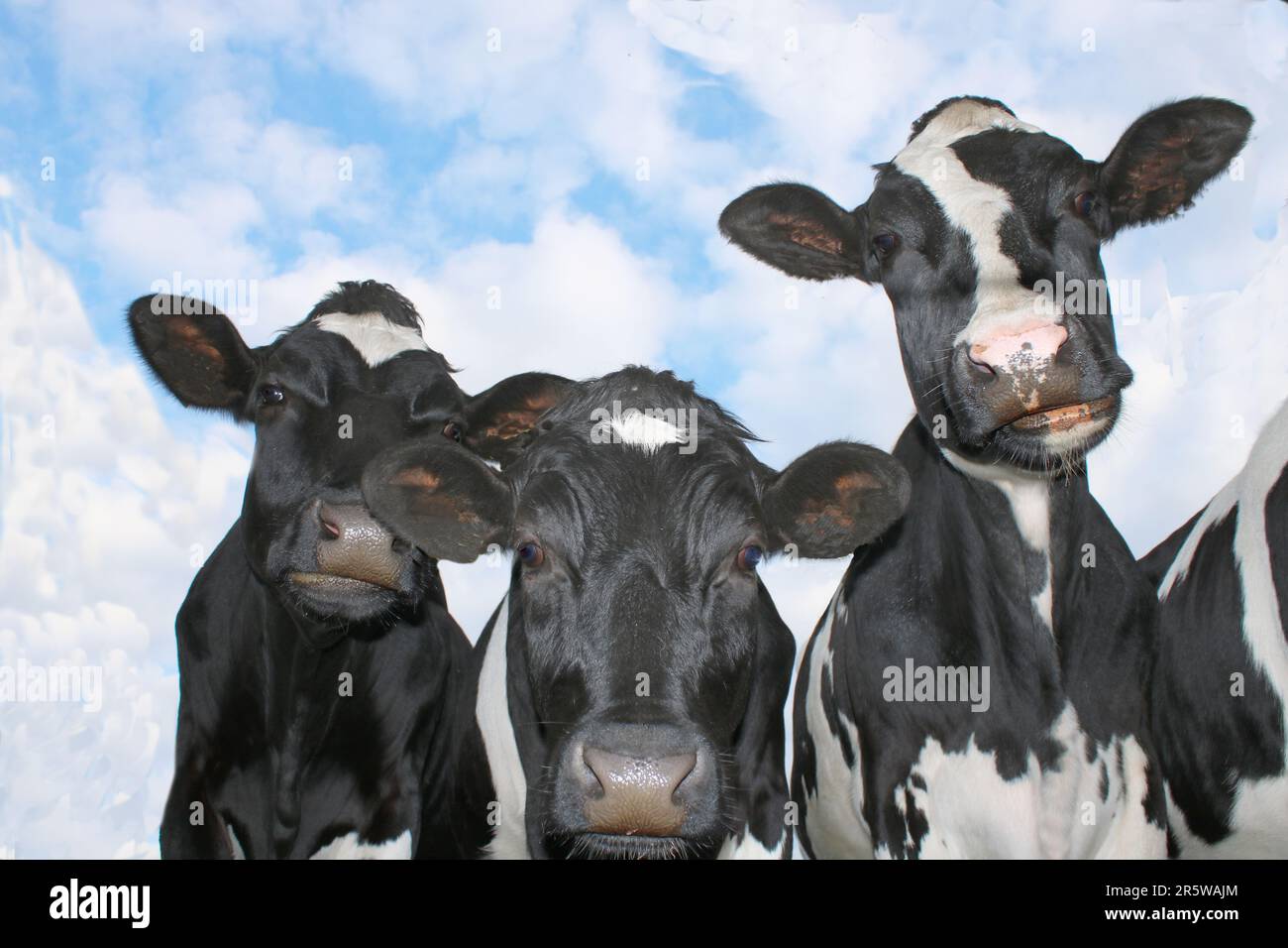 Cow Look Cows: A group of curious cattle look at the camera from above Stock ...