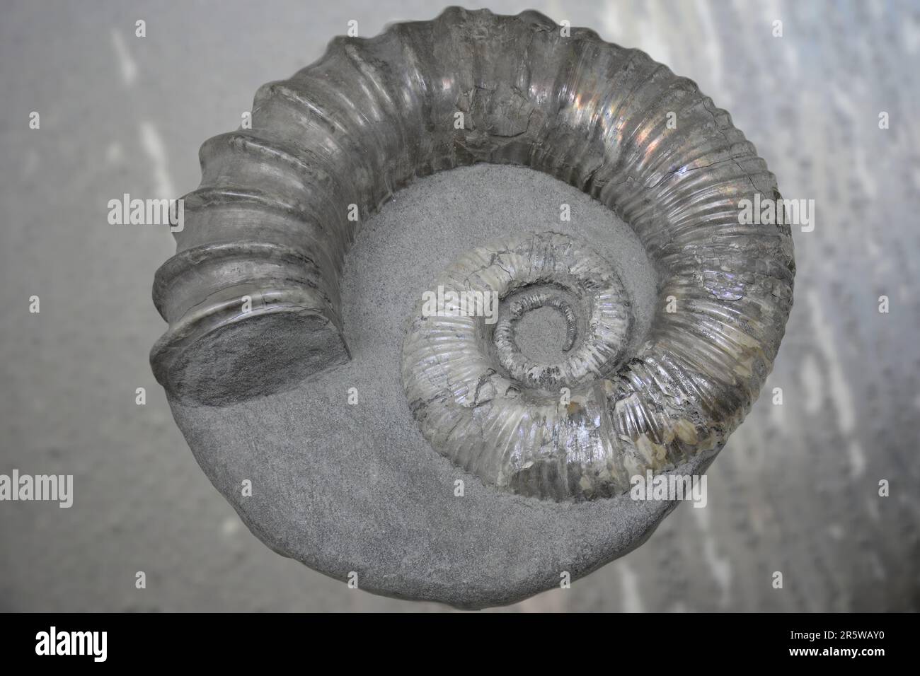 Ancyloceras was a type of heteromorph ammonite that lived in the Lower Cretaceous period Stock Photo