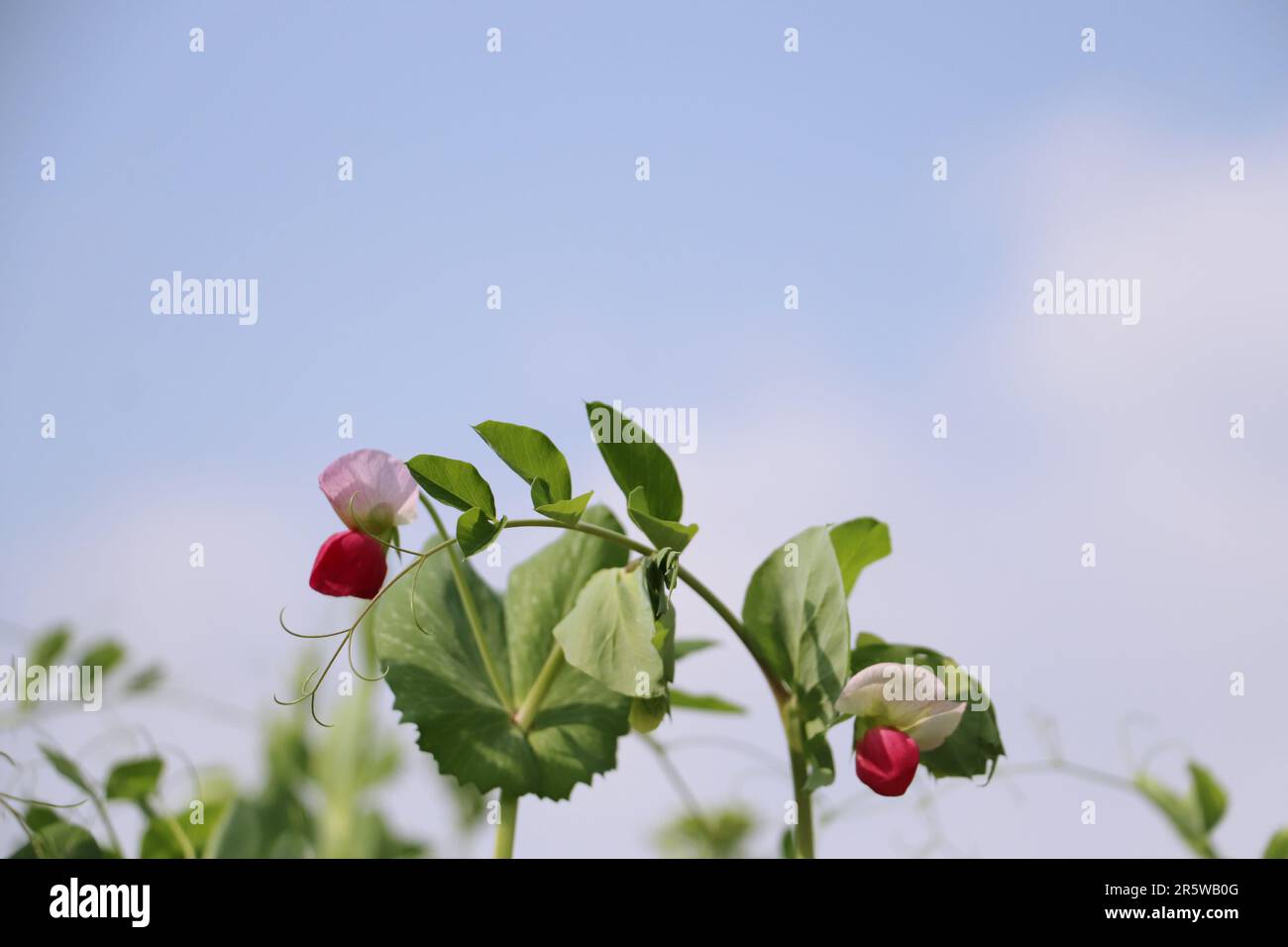 A green pea plant in full bloom, showing a cluster of green peas ...