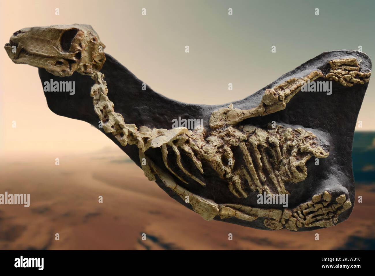 Biarmosuchus tener is an extinct species of therapsid that lived in the