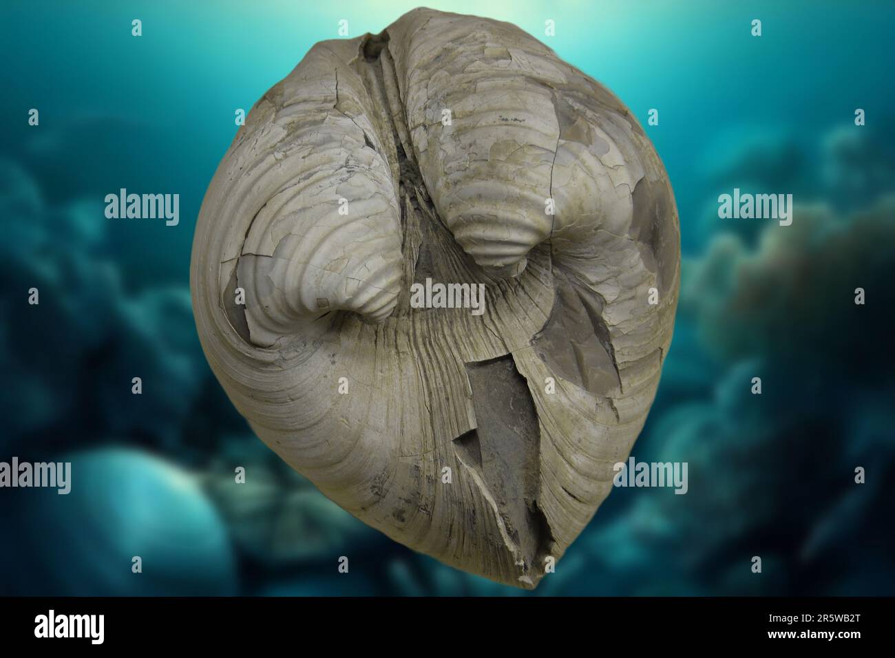 Prehistoric fossils dating back to the Cretaceous period Stock Photo Alamy