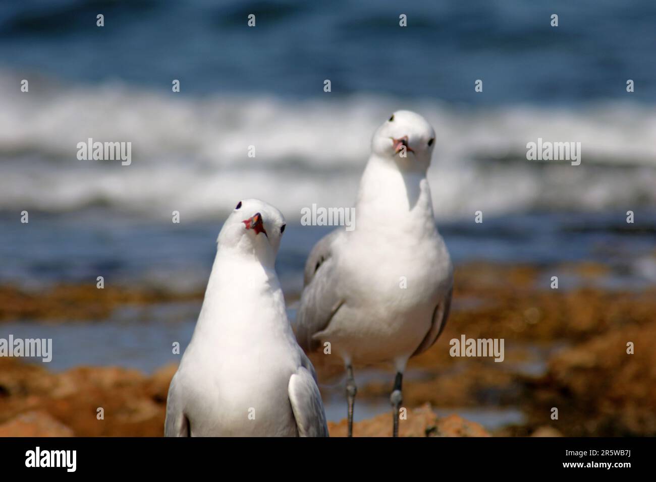 Beautiful birds of world hi-res stock photography and images - Alamy