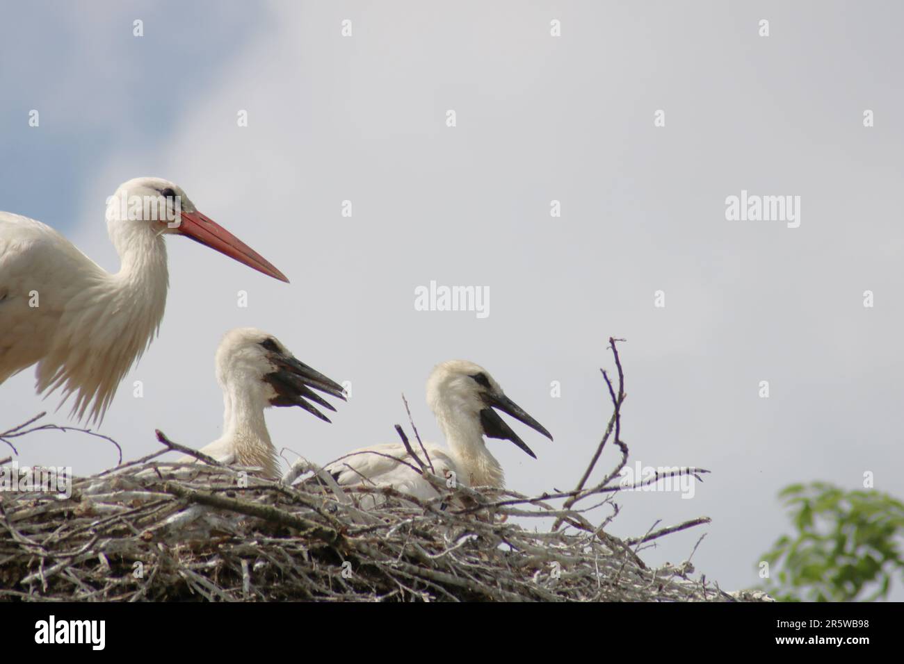 White Storks: White storks are waiting for the food Stock Photo