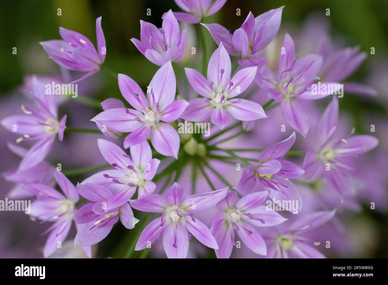 oneleaf onion garlic flower cluster with purple blooms and a blurred background Stock Photo