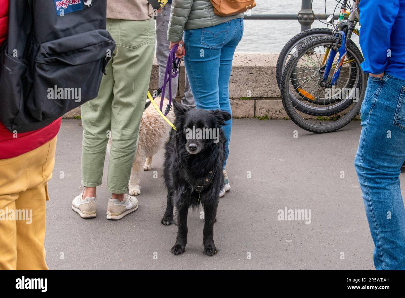 Budapest, Hungary - April 15, 2023 mudi on the street a charming encounter with a graceful dog breed Stock Photo