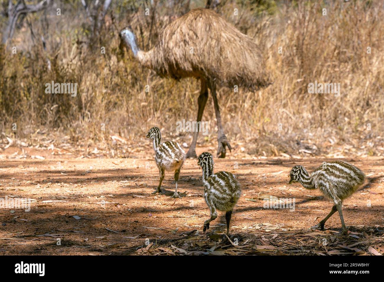 An adult Emu stands in a lush green field, with small chicks nestled ...