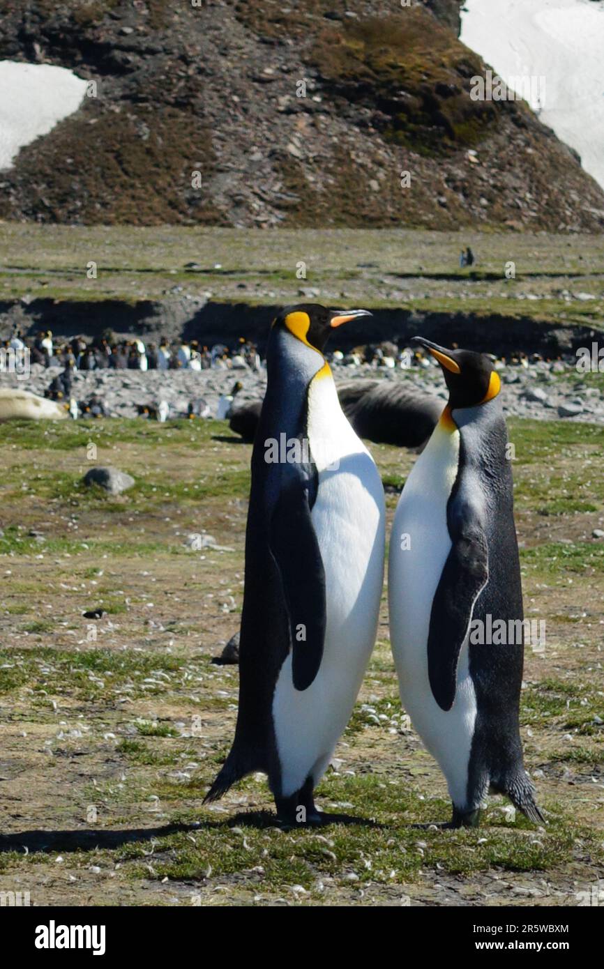 Two Adelie Penguins standing close together in a natural habitat, surrounded by rocks and a glass enclosure Stock Photo