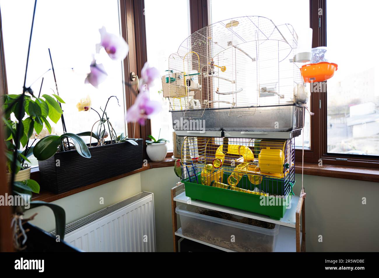 Picture of Bird cage in a room with flowers on the windowsill, interior Stock ...