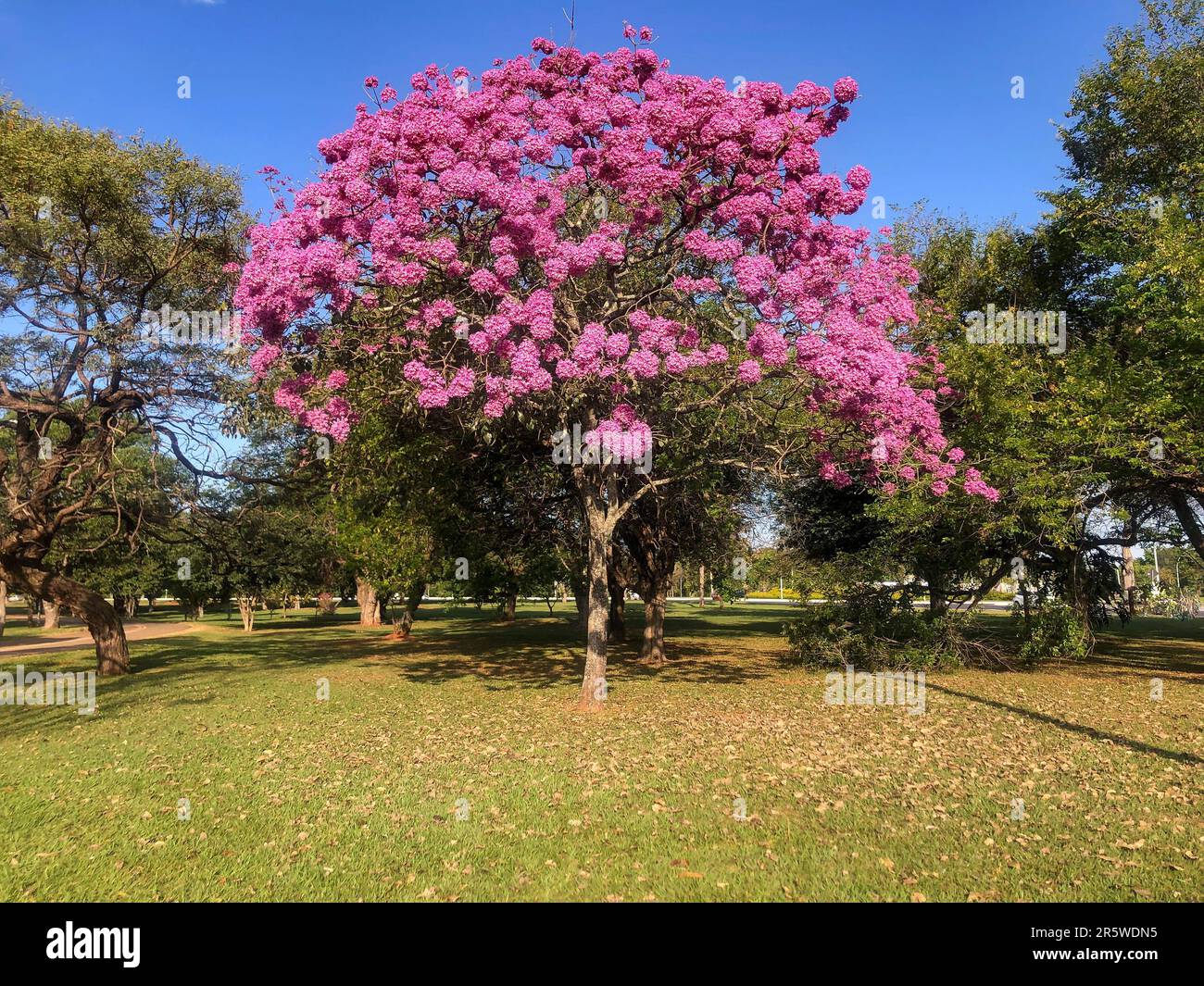 Details of the beautiful Pink Trumpet Tree (Handroanthus heptaphyllus) , Tabebuia pink in full
