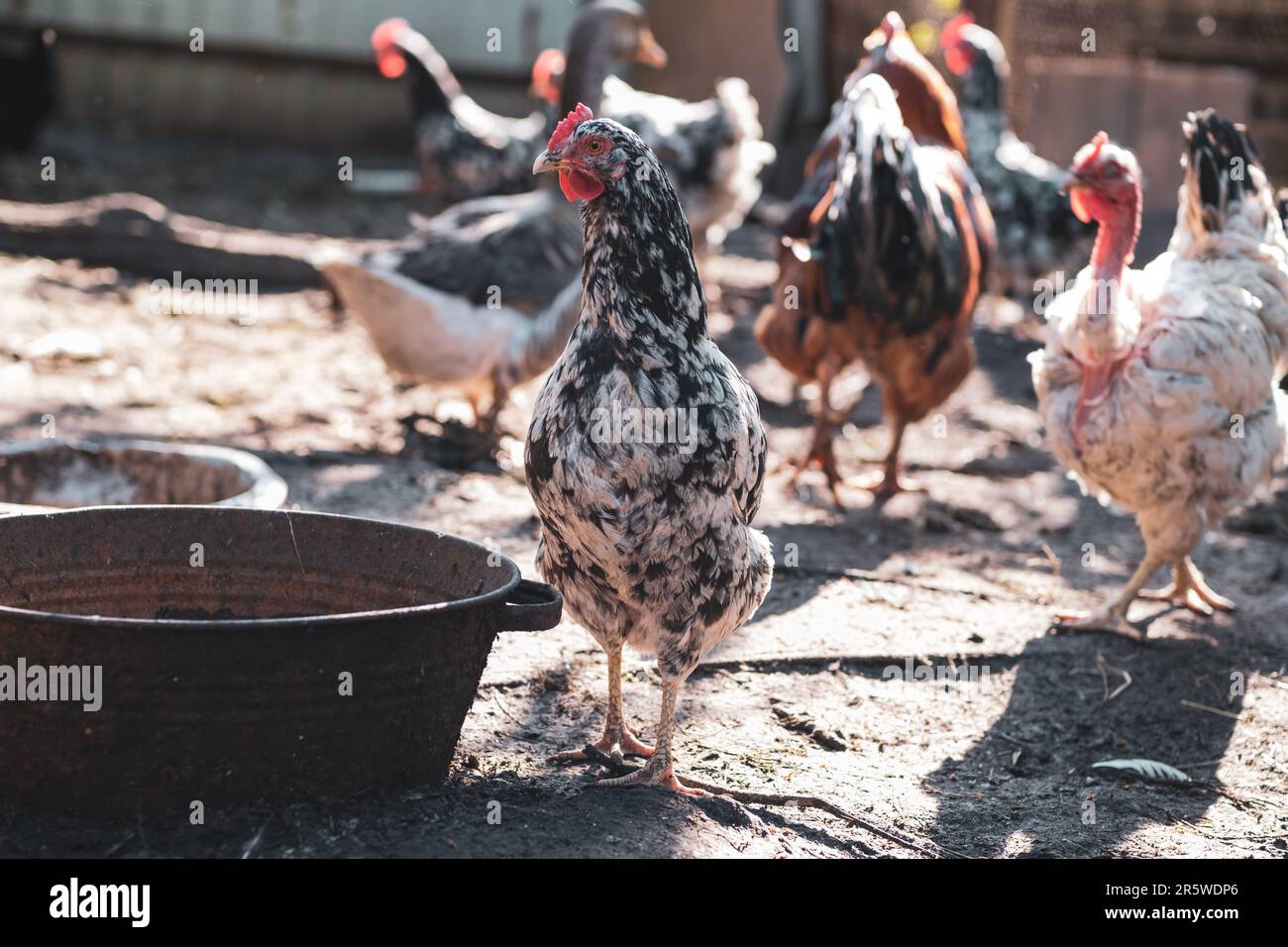 chickens on the traditional free range poultry farm in the village