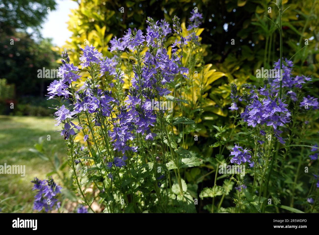 Grosser Ehrenpreis (Veronica teucrium), blühende Pflanze im Garten Stock Photo