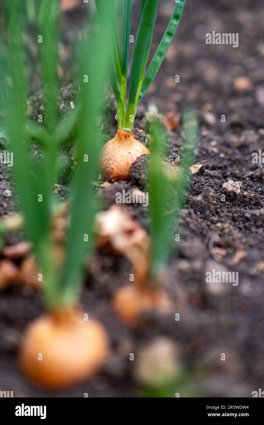 Sprouted onions in garden hi-res stock photography and images - Alamy