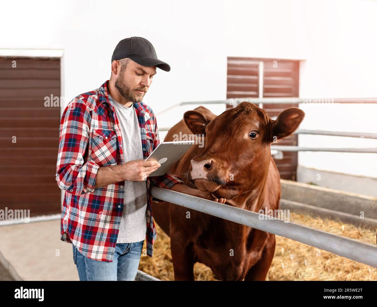 Farmer cow breeder standing next to a cow and using digital tablet inside the cowshed. Stock Photo