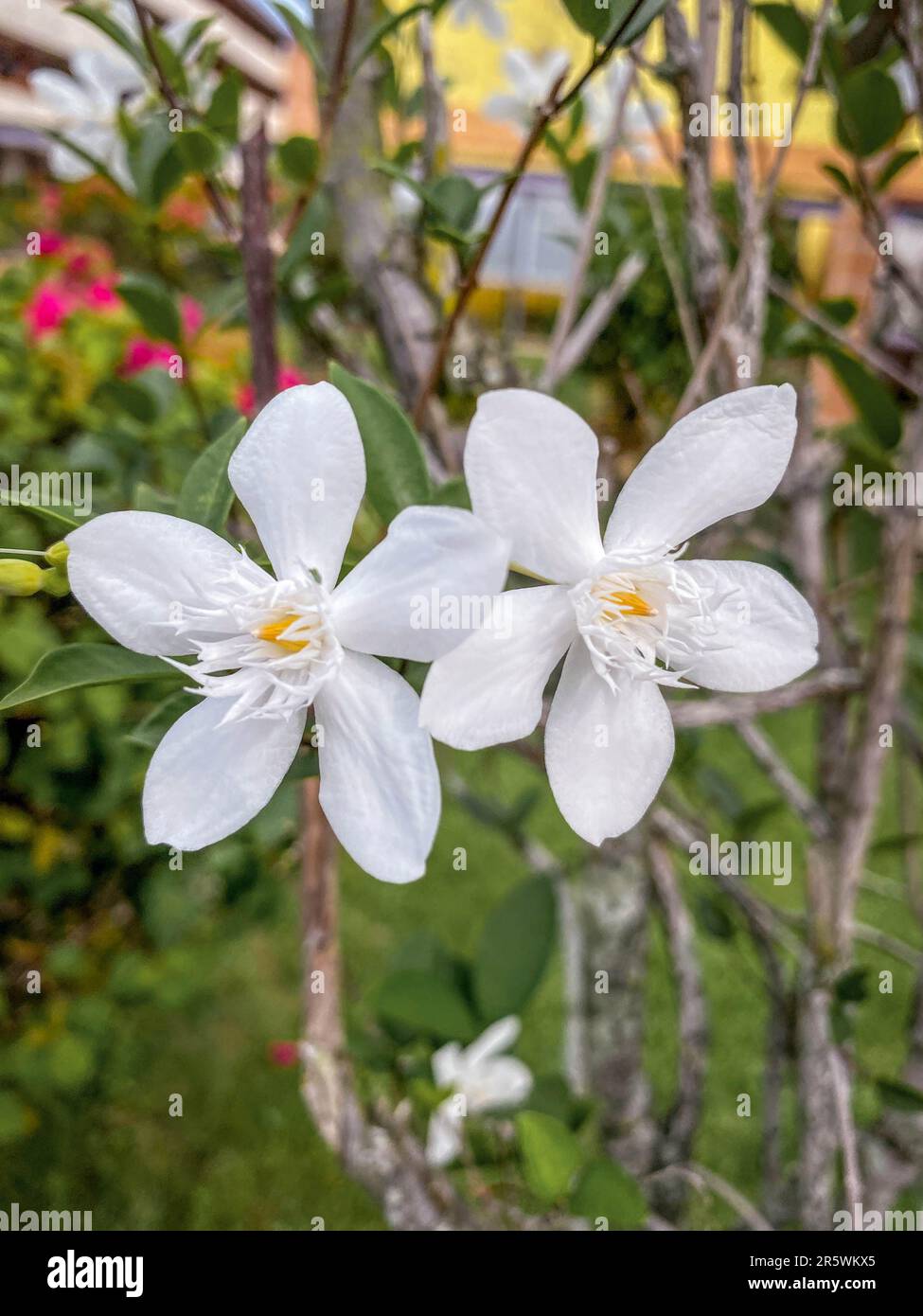 A closeup shot of a Wrightia Antidysenterica flower Stock Photo