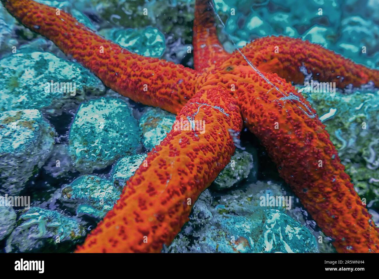 Red Starfish on the Sea Floor (Echinaster sepositus) Underwater wildlife Stock Photo