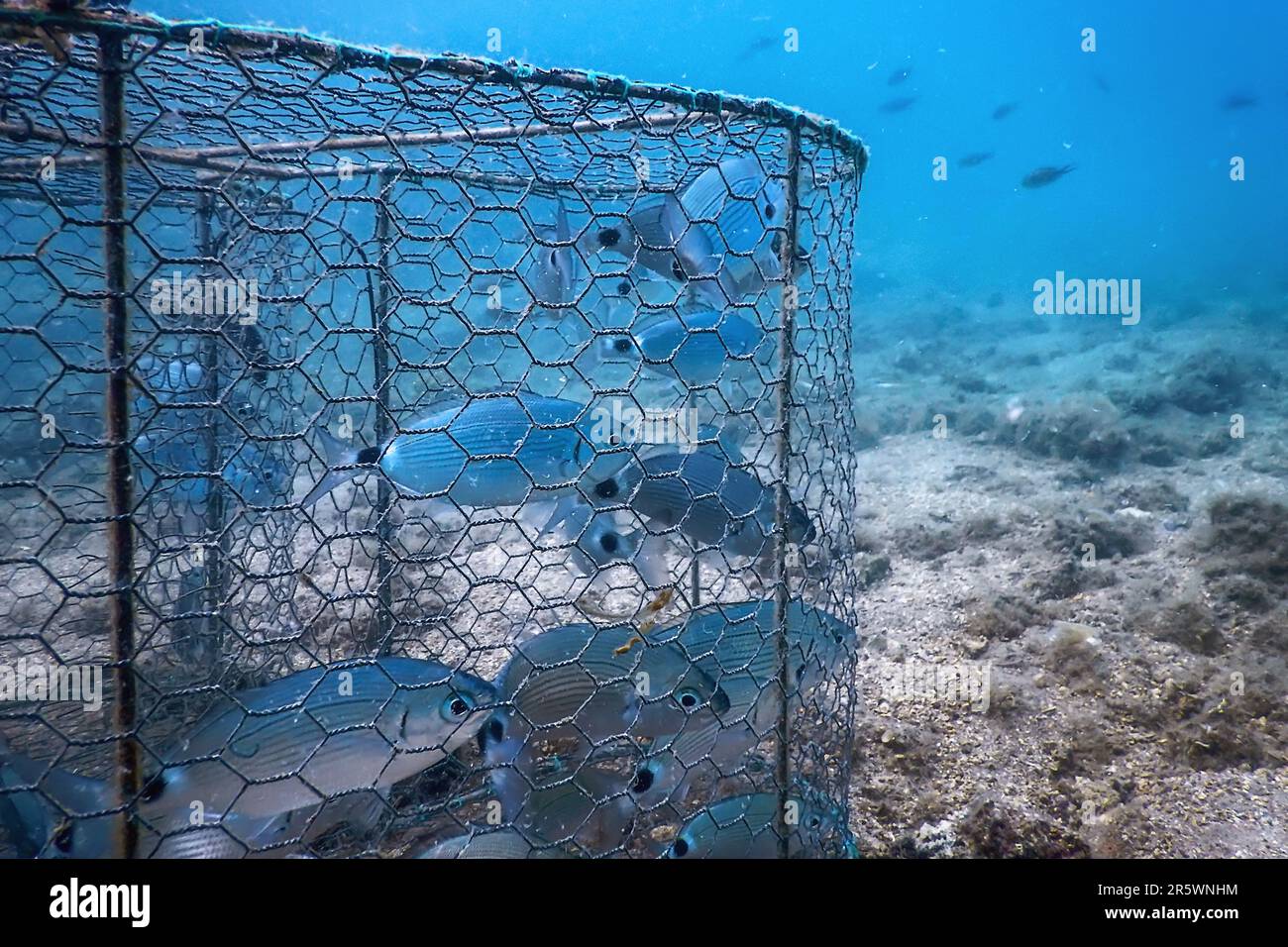 Underwater fish trap, fishes inside trap, fish hunt Stock Photo - Alamy