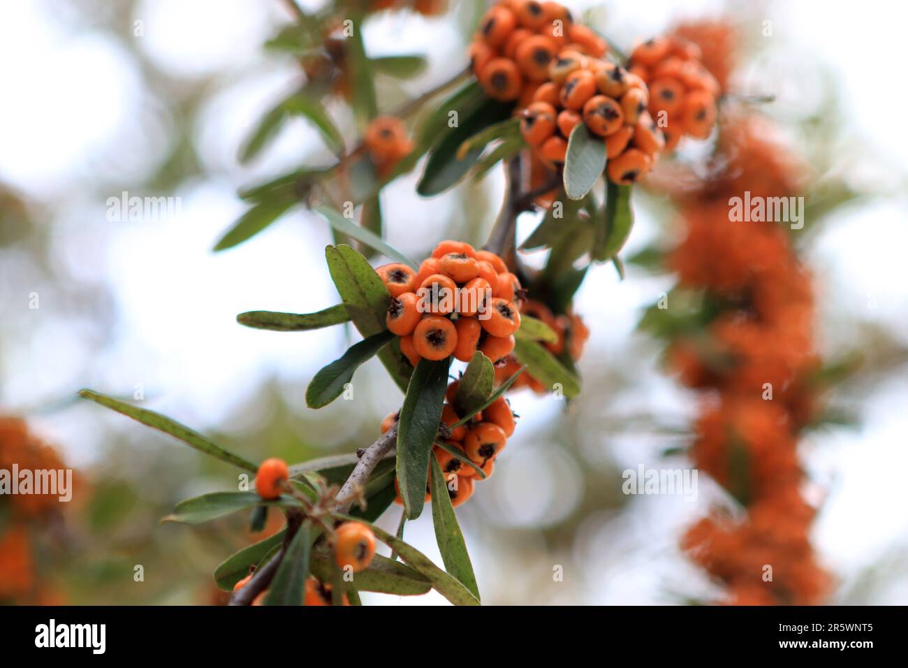 A closeup shot of narrowleaf firethorn branches with orange berries. Pyracantha angustifolia. Stock Photo