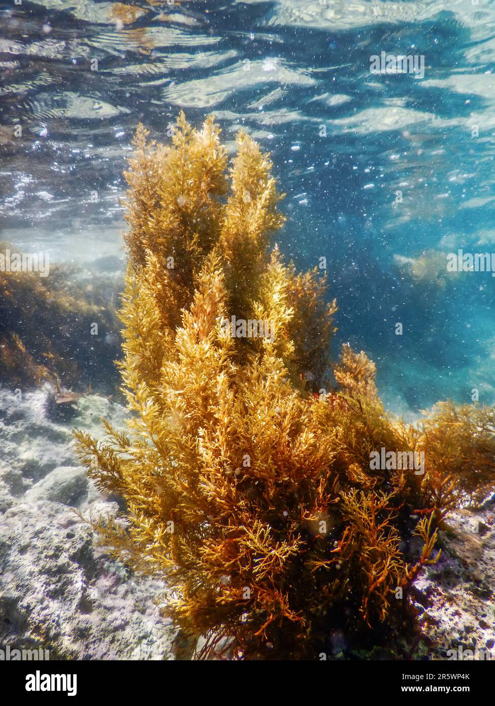 Forest of Seaweed, Seaweed Underwater, Seaweed Shallow Water near