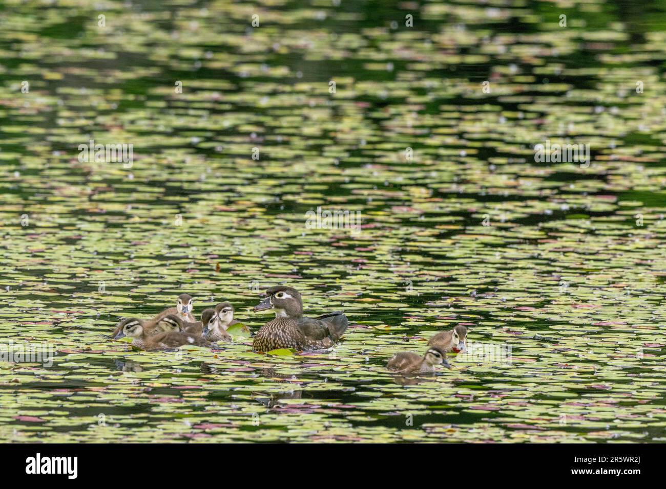 A Wood duck (Aix sponsa) also called Carolina duck hen with ducklings looking for food in the water lilies on Yellow Lake, Sammamish, King County, Was Stock Photo