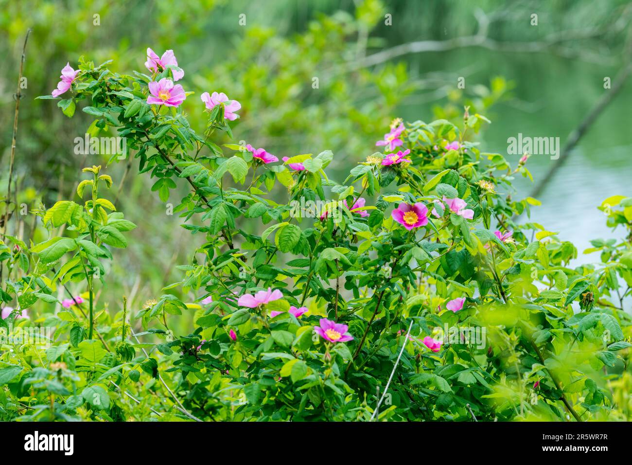 Nootka rose growing in on Spencer Island, which is part of a larger