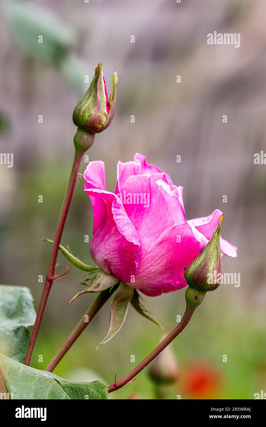 A pretty pink rose in bloom in late spring Stock Photo - Alamy