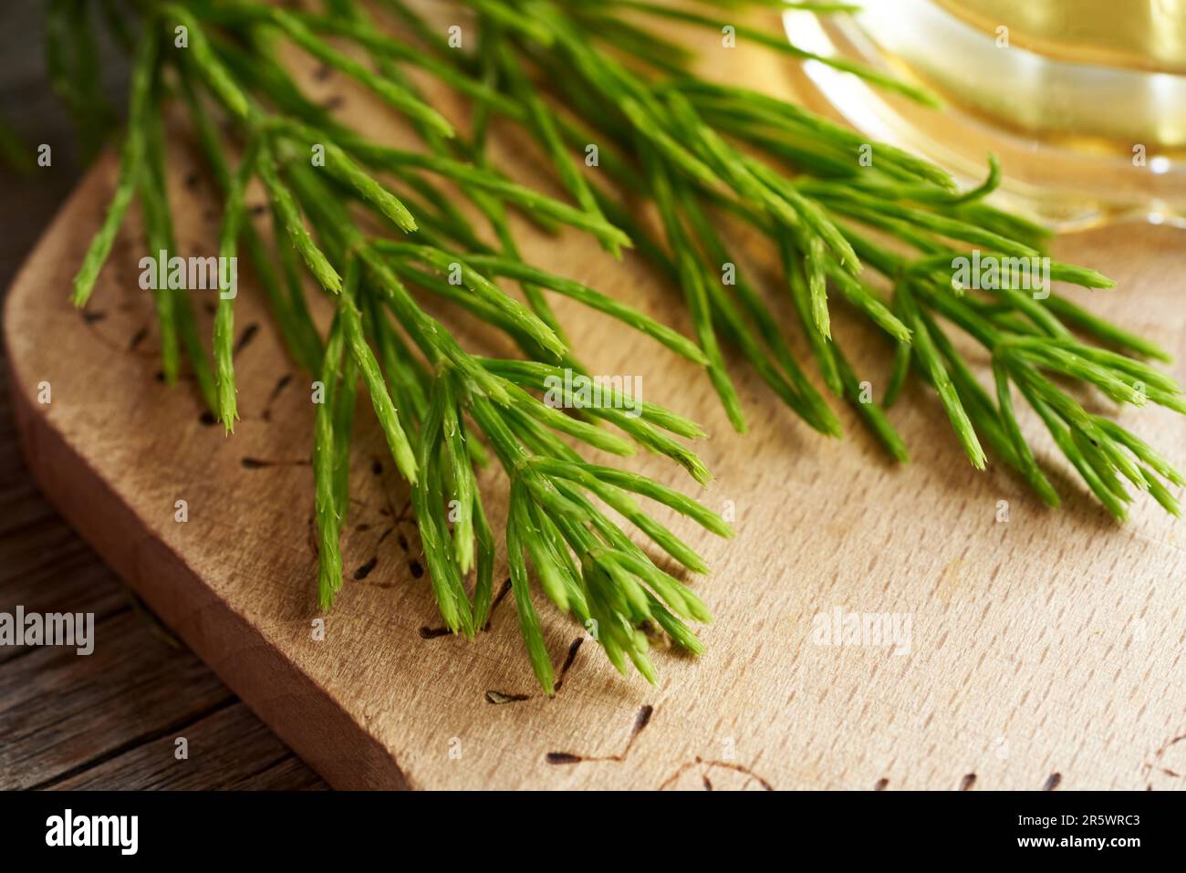 Fresh horsetail or Equisetum plant on a table, with a cup of herbal tea in the background Stock Photo