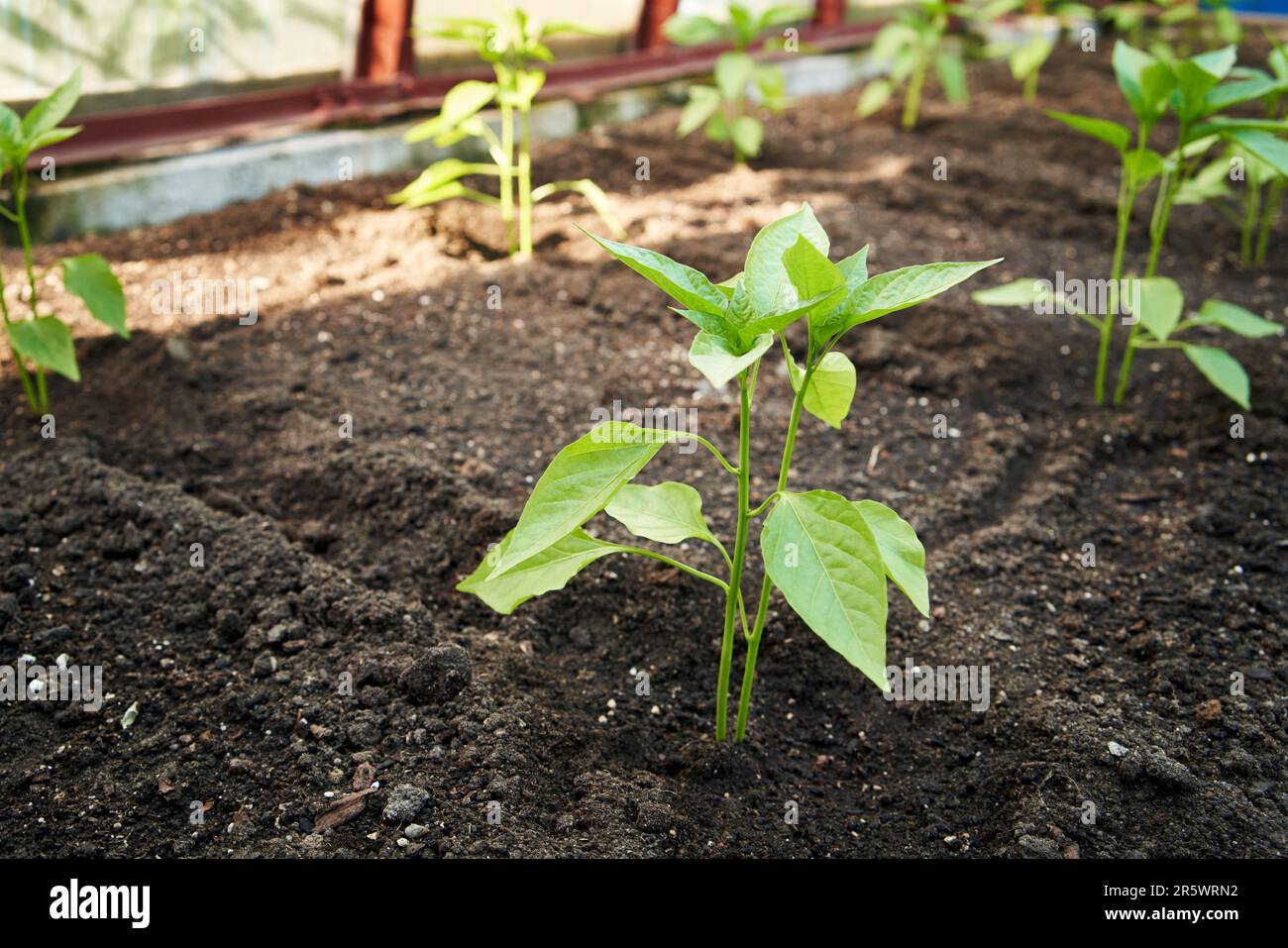 Young bell pepper seedlings growing in soil in a greenhouse Stock Photo