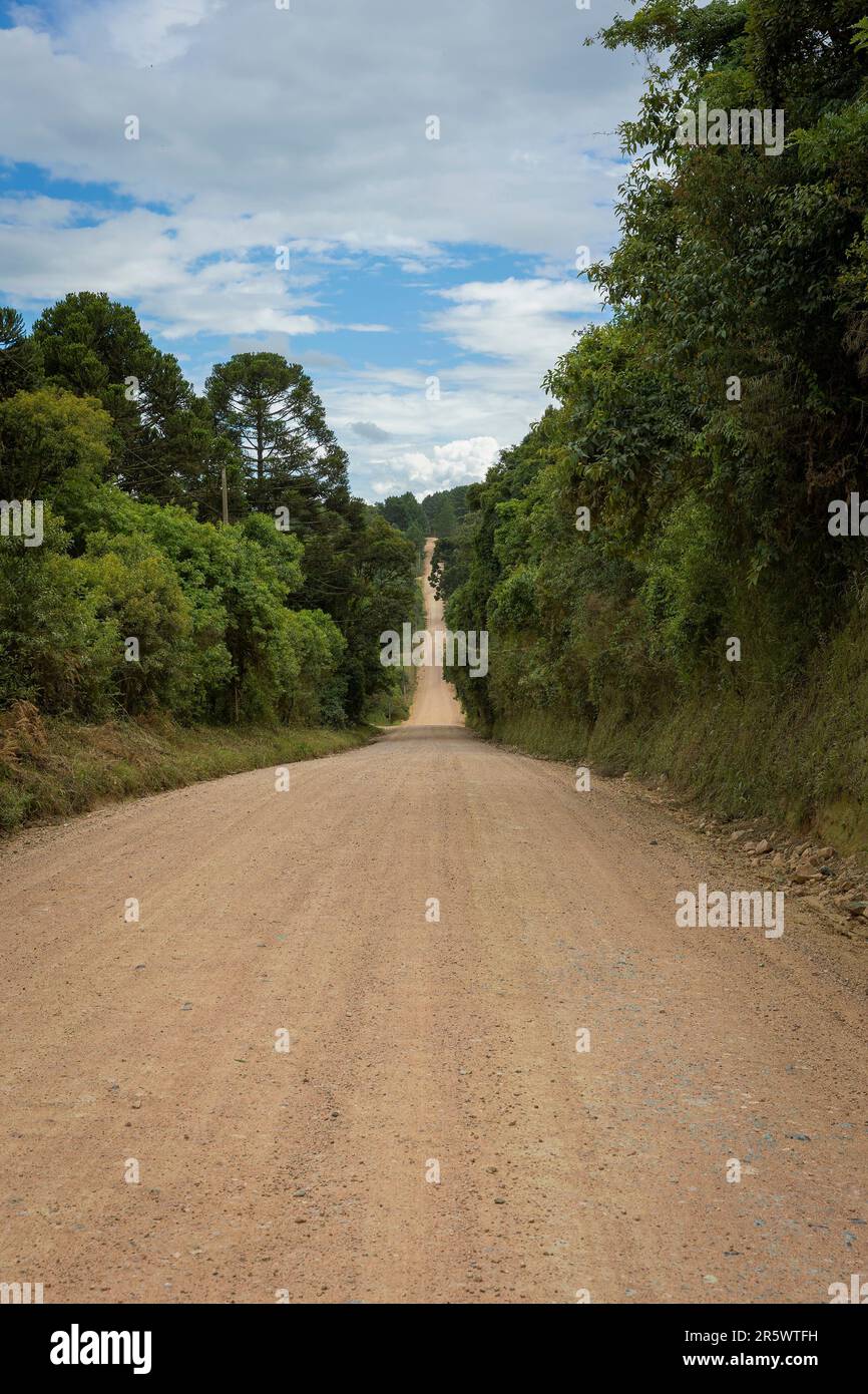 A scenic dirt road winds its way through a lush forest, filled with ...