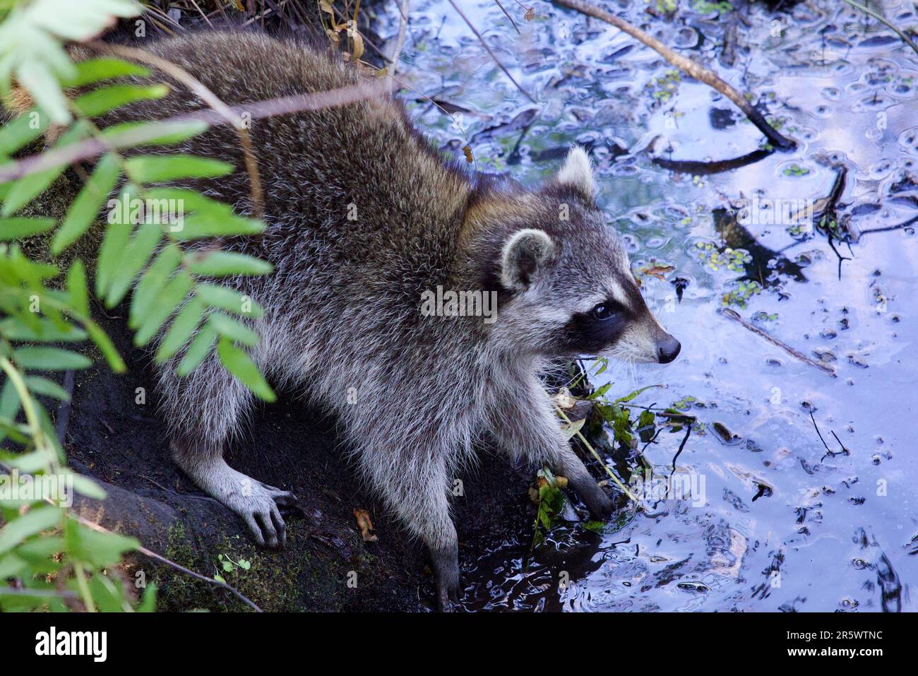 A masked raccoon wading in a shallow body of water, its mouth open as it surveys its surroundings Stock Photo