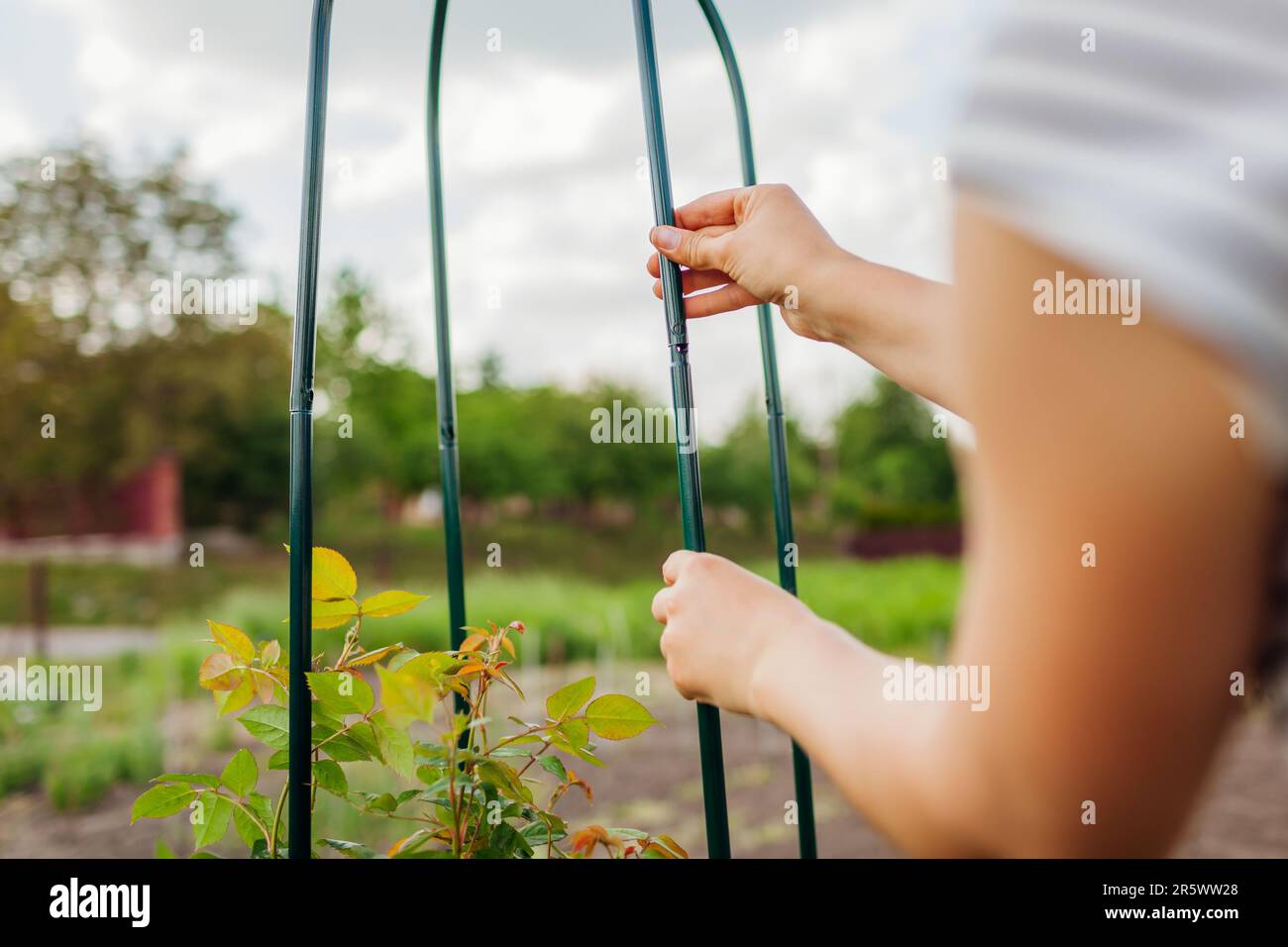 Gardener building up metal pergola for climbing rose support in spring ...