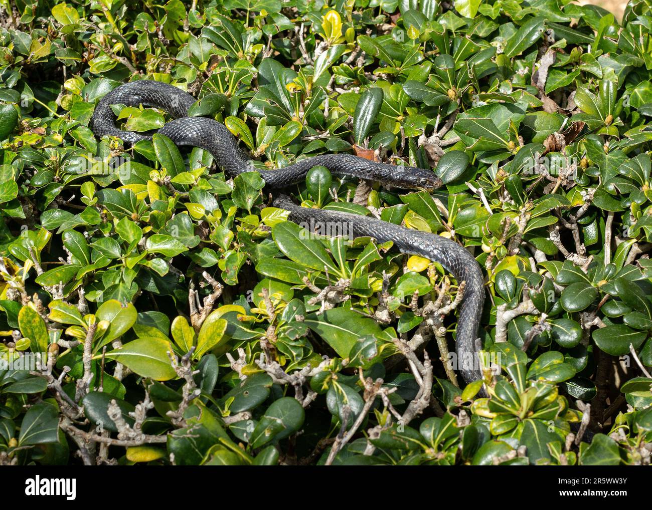 A large snake is winding its way through a garden of lush green shrubs ...