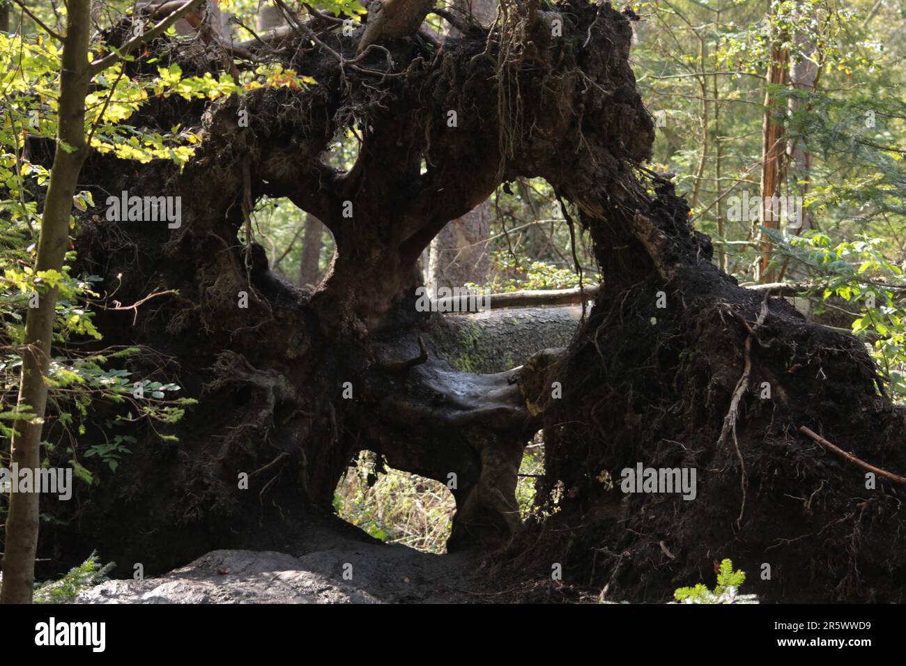 A majestic fir tree with a sprawling root system stands tall in a