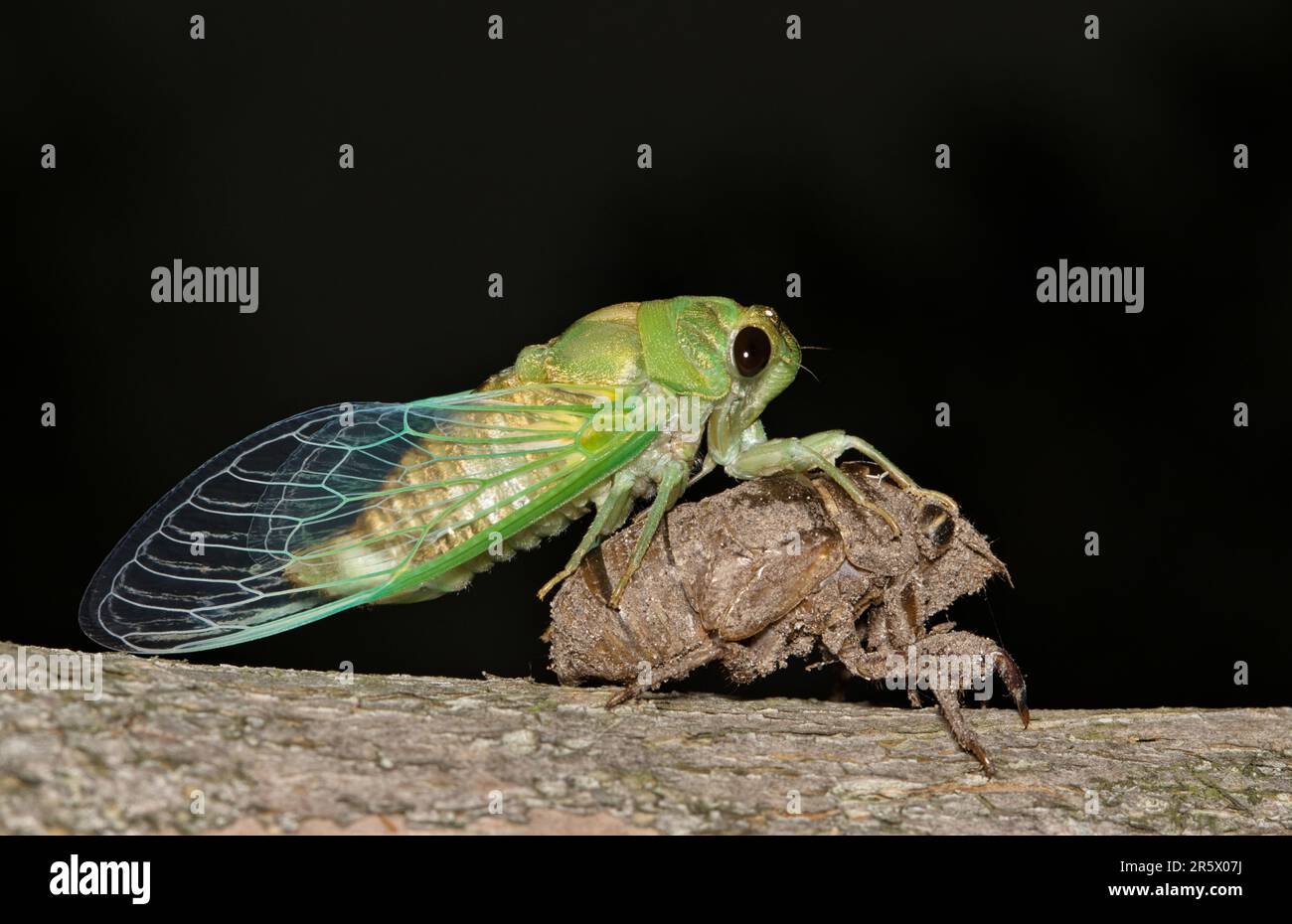 Cicada emerging from an exuvia shell on a Crepe Myrtle tree in Houston, TX at night. Common noisy insect found worldwide in the warmer months. Stock Photo