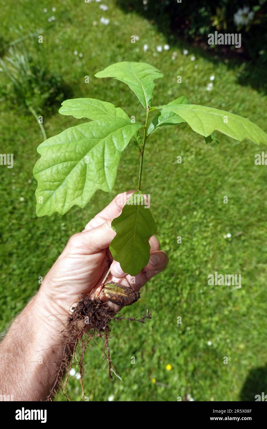 Sämling einer Eiche (Quercus), festgehalten mit einer Hand Stock Photo