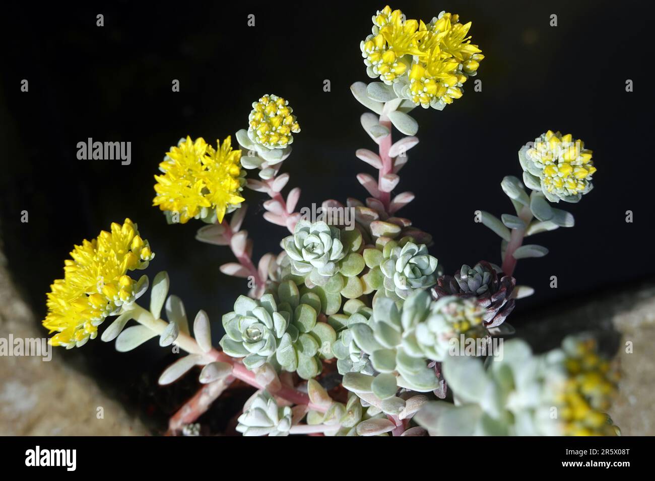 Sedum spathulifolium cape blanco hi-res stock photography and images ...