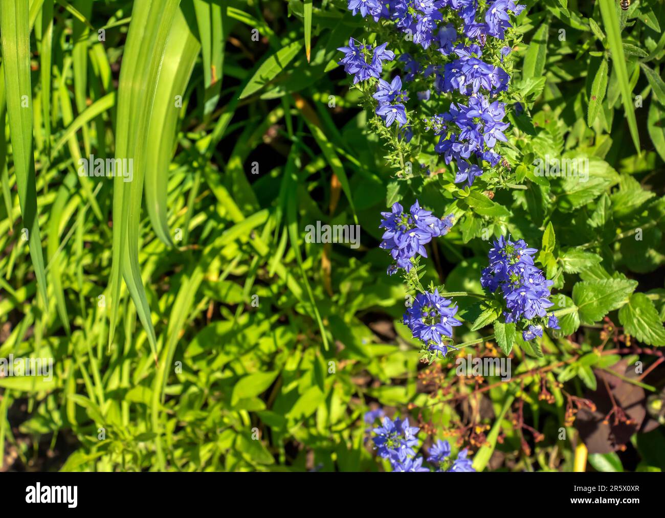Blue flowers veronica chamaedrys close up on a meadow in sunny weather Stock Photo