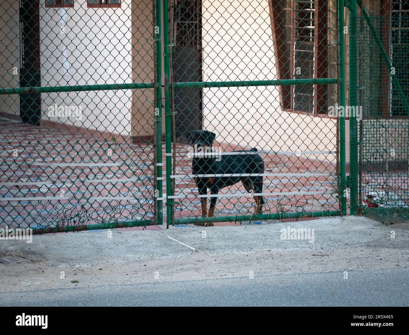 Rottweiler behind fence hi-res stock photography and images - Alamy