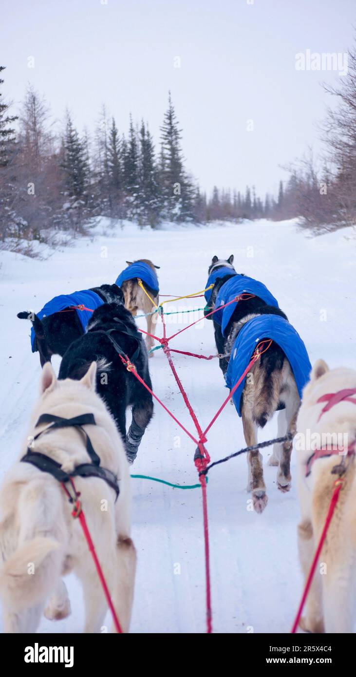 Vertical image of a team of eight husky sled dogs running on a snowy trail in northern Manitoba, Canada, from the perspective of the musher. Stock Photo