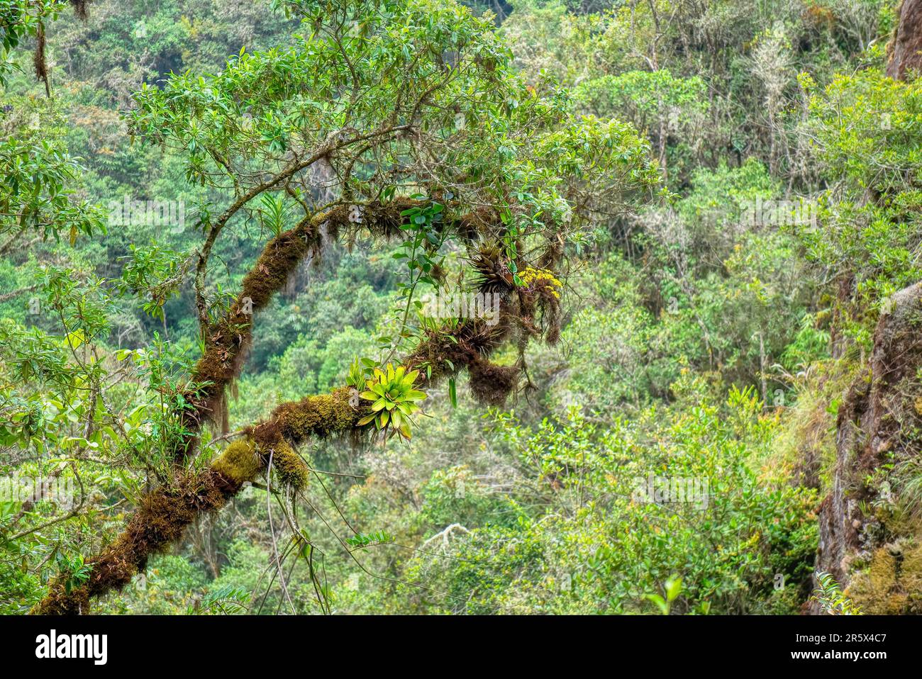 In Manu National Park, Peru, a tree branch is covered in moss, bromeliads and wild orchids, which are epiphytes that thrive in the moist environment. Stock Photo