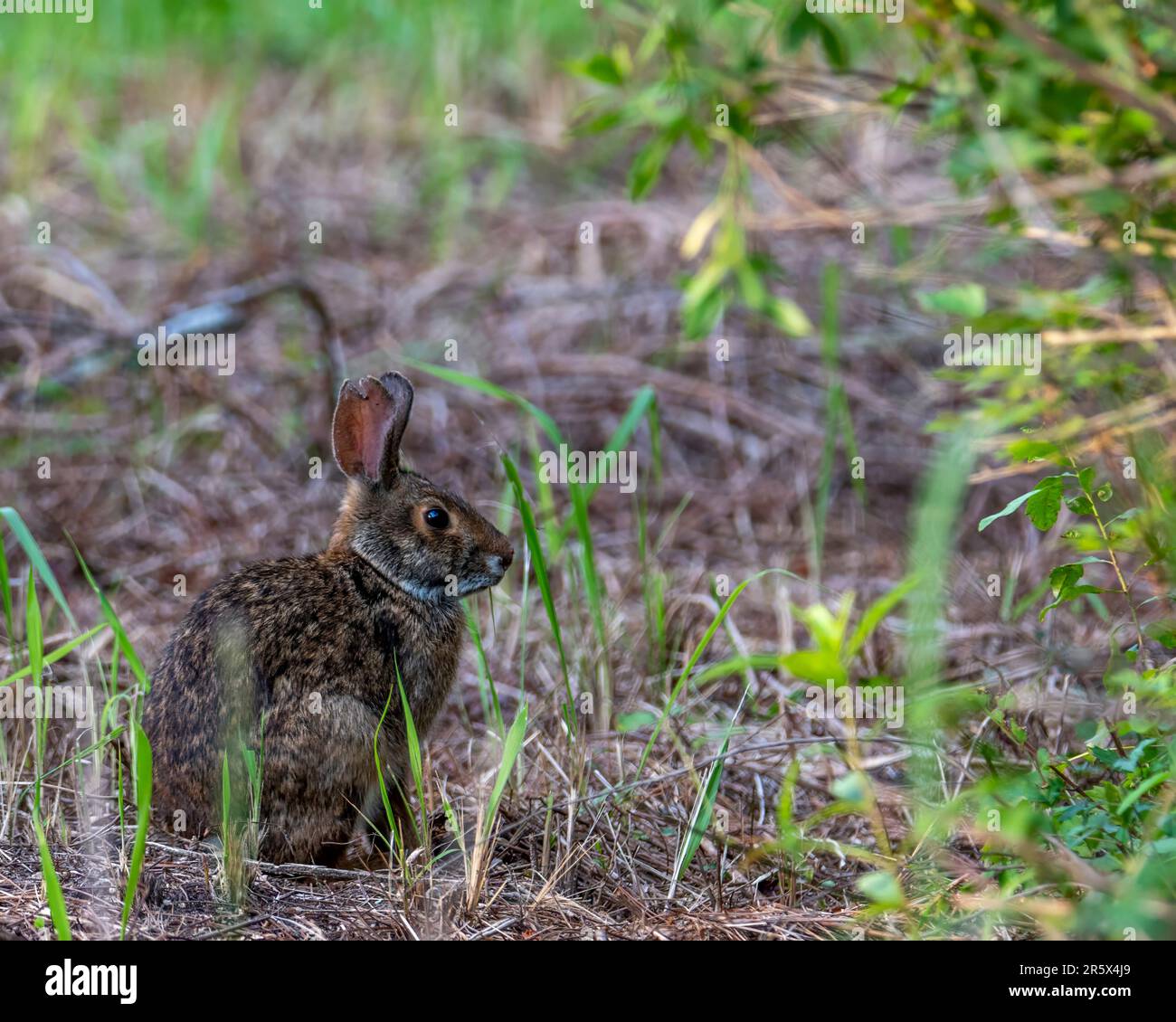 Bunny looking to the right hi-res stock photography and images - Alamy