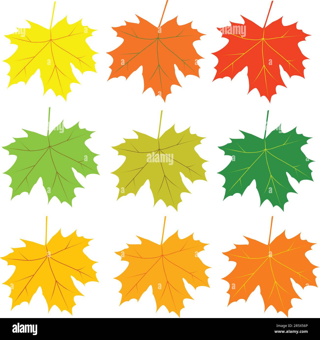 maple leaves different autumn colors Stock Vector