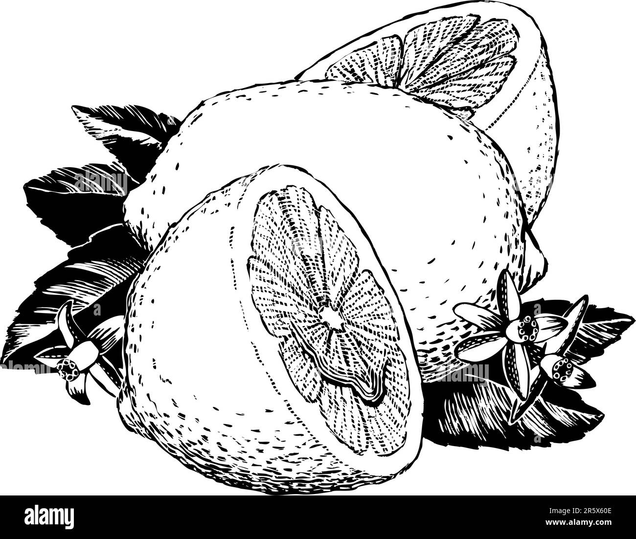 Vintage 1950s etchedstyle lemons; detailed black and white from