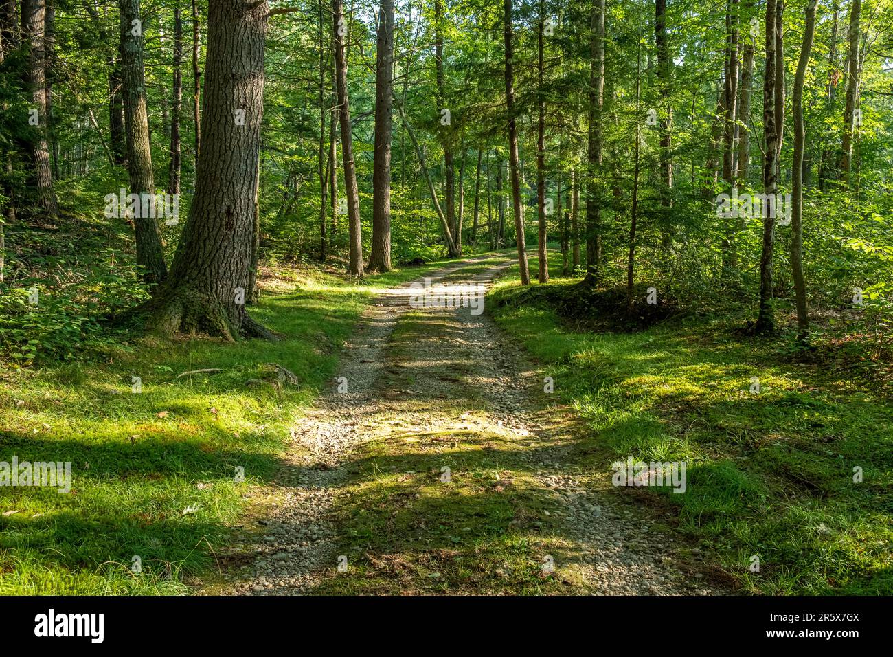 Ma Rural Tree A dirt road passing through a forest in rural Massachusetts Stock Photo ...