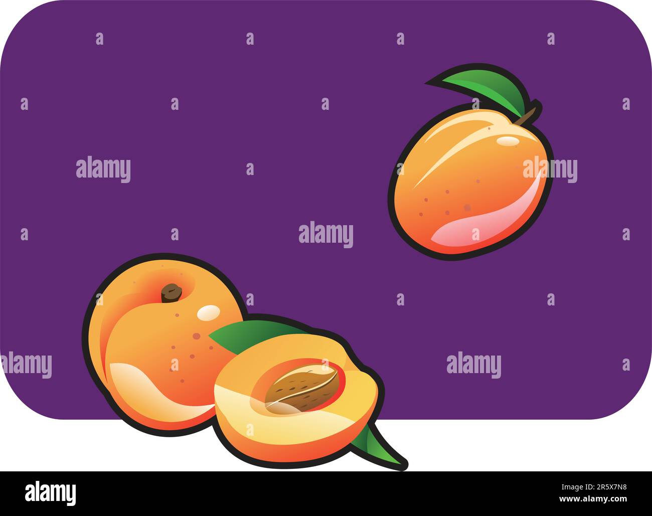 Vector color illustration of a apricot Stock Vector Image & Art Alamy