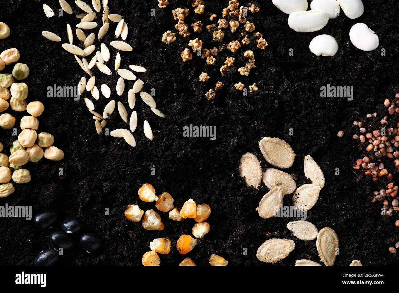 Cucumber various seeds hi-res stock photography and images - Alamy