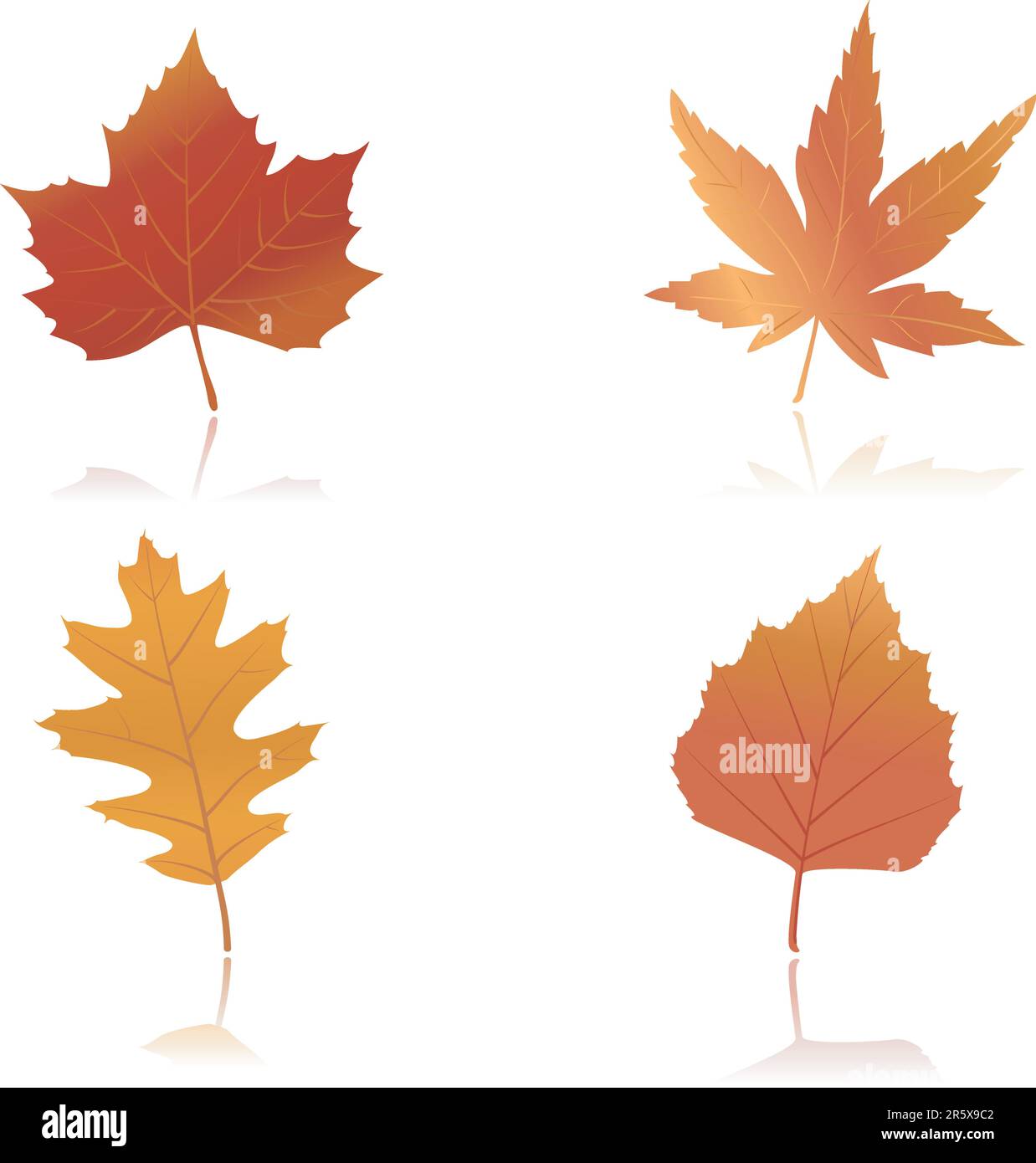 Vector illustration of maple, oak and beach leaves in autumn colors Stock Vector