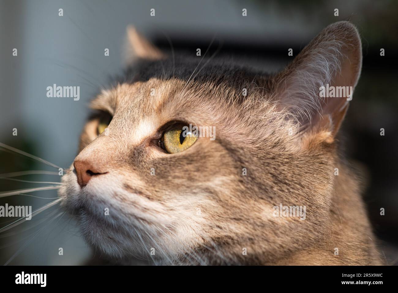 Close up photograph of a gray domestic shorthair dilute torbie tabby
