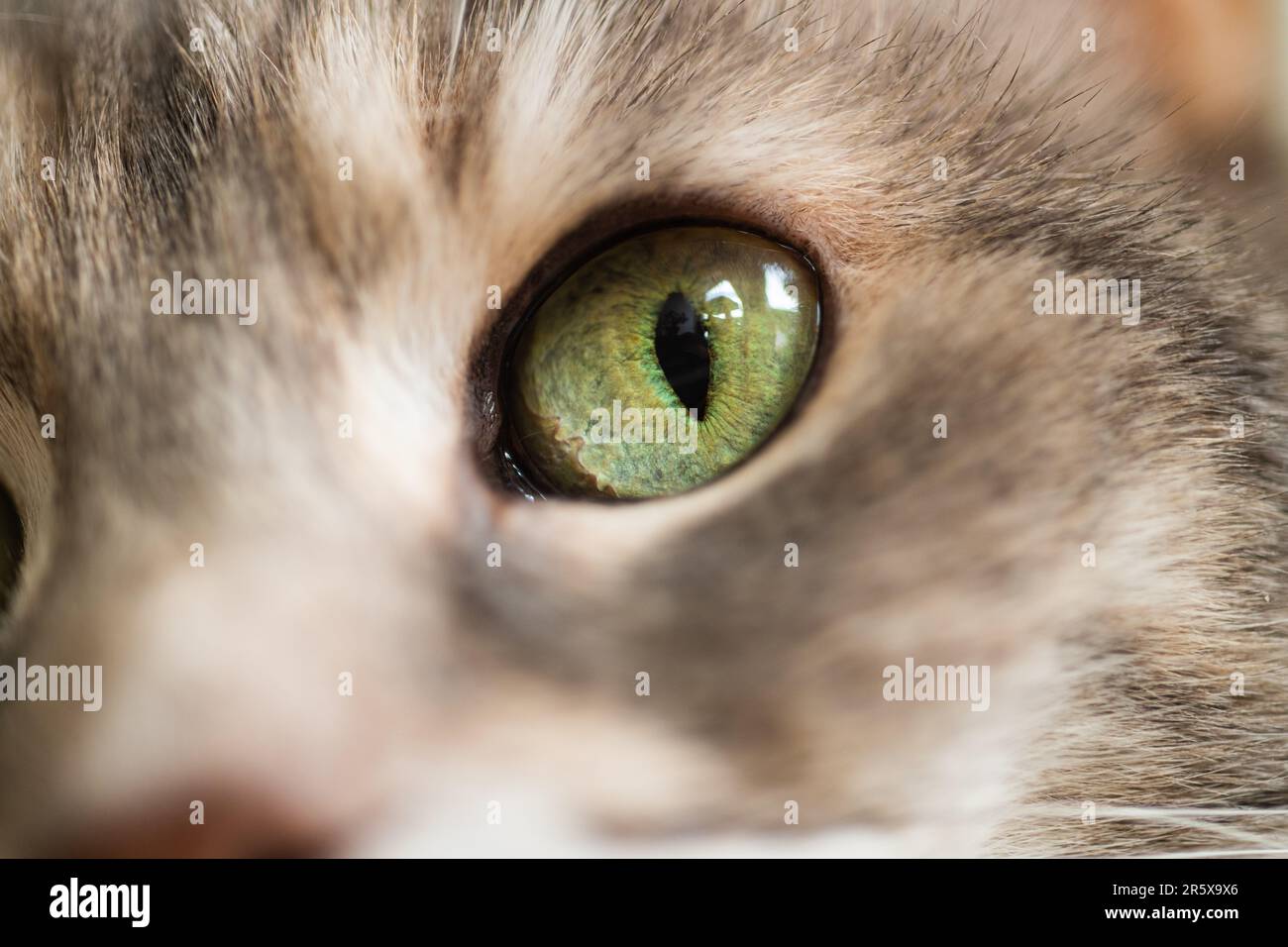 Macro photograph of a domestic shorthair dilute torbie house cat's eye